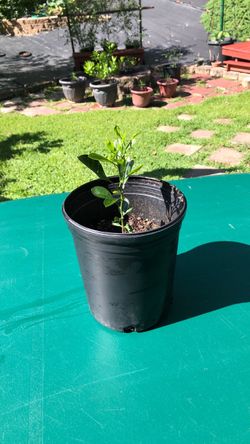 Calamondin Citrus Plant