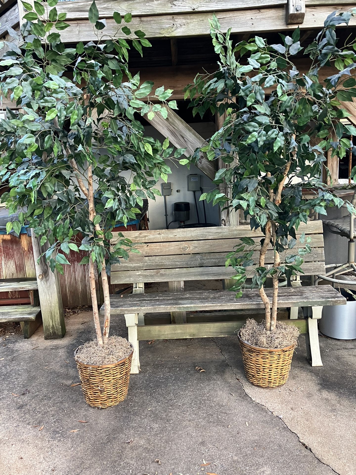 Artificial Ficus Trees