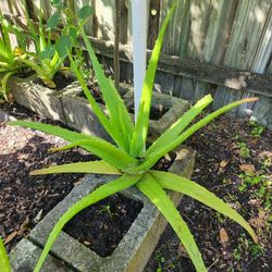 Aloe Vera Plant 