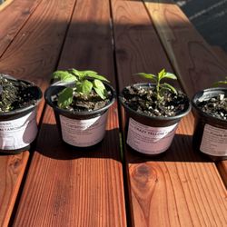 🌶️🌶️🌶️🌶️🌶️🌶️”Superhots”🌶️🌶️🌶️🌶️🌶️🌶️