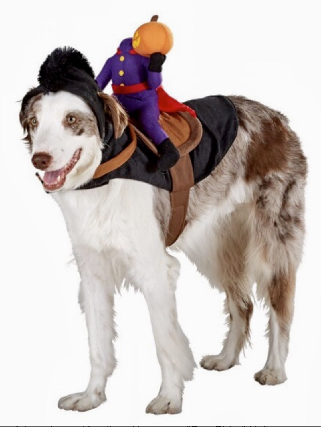 Headless Horseman Dog Costume By Pet Halloween Collection From Top Paw