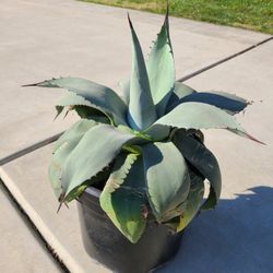 Agave Plant for Sale 