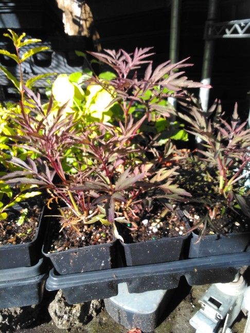 4" Potted Plants Asst