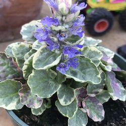 1 Ajuga Plant - 3.5 inch Pot 