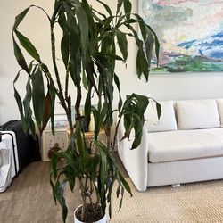 Dracaena House Plant - Moving Sale