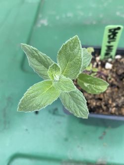 basil mint albahaca menta plant plant yerba buena
