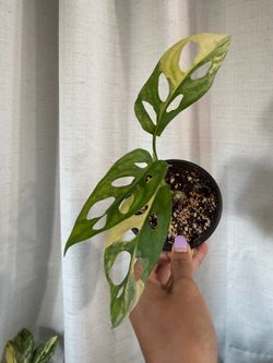 Monstera adansonii sure