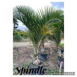 Spindle sensillo y Doble