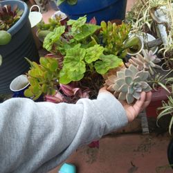 Plants 