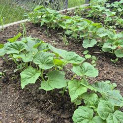 Pickles Plants, Each  Plant $1