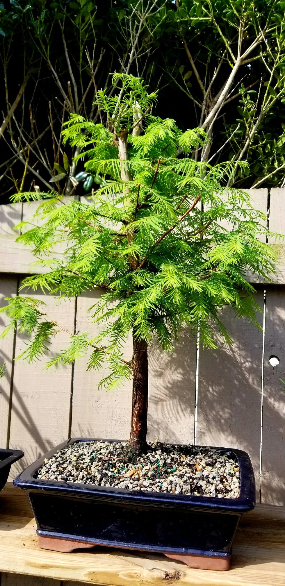 Dawn redwood bonsai for Sale in Lawrenceville, GA OfferUp
