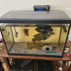 Fish Tank With Fish