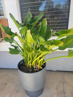 Plants