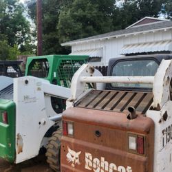 Bobcat
