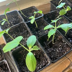 Organic Cucumber Plant Starts 