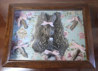 Taxidermy desert cottontail rabbit 
