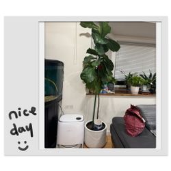  Fiddle for sell：Leaf Fig (Ficus lyrata), standing about 6 ft 3 in tall.