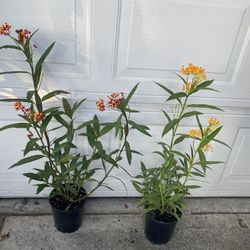 Asclepias Butterfly Weed Plant, 2 Colors Available Red&yellow Grower’s Pot (1 Gallón $12 Each Plant Pick Up Only In City Of Whittier 