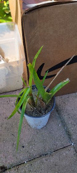 Neoregelia