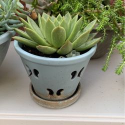 Succulents