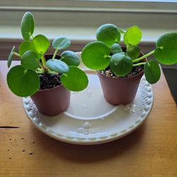 Pilea Good Luck Starter Plants $5 Each 