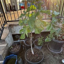 Fig Tree