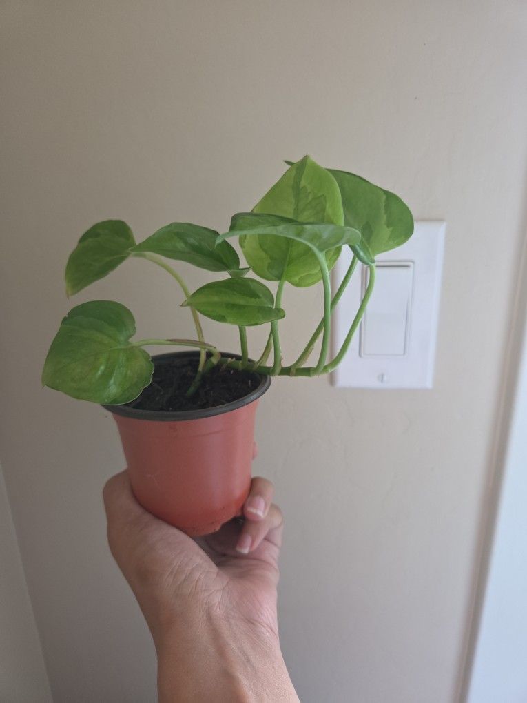 Plant