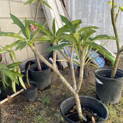 Plumeria Color Rosa