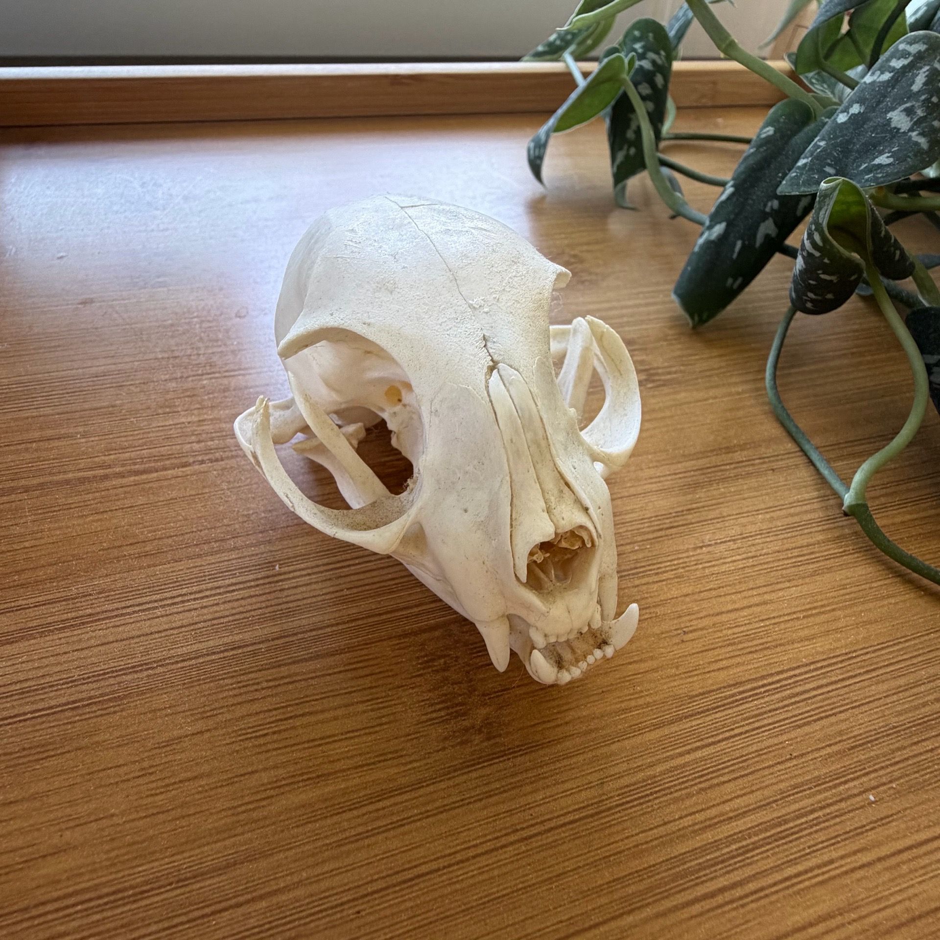Cat skull taxidermy