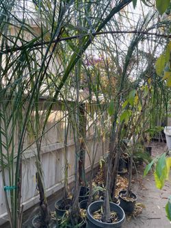 Queen Palm Trees