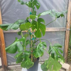 Monstera Deliciosa Plant 10" Pot