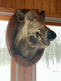 Mounted Boar’s Head