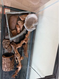 Reptile items