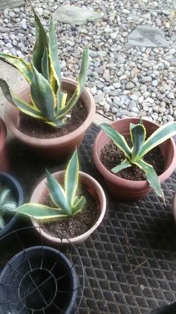 plants for sale