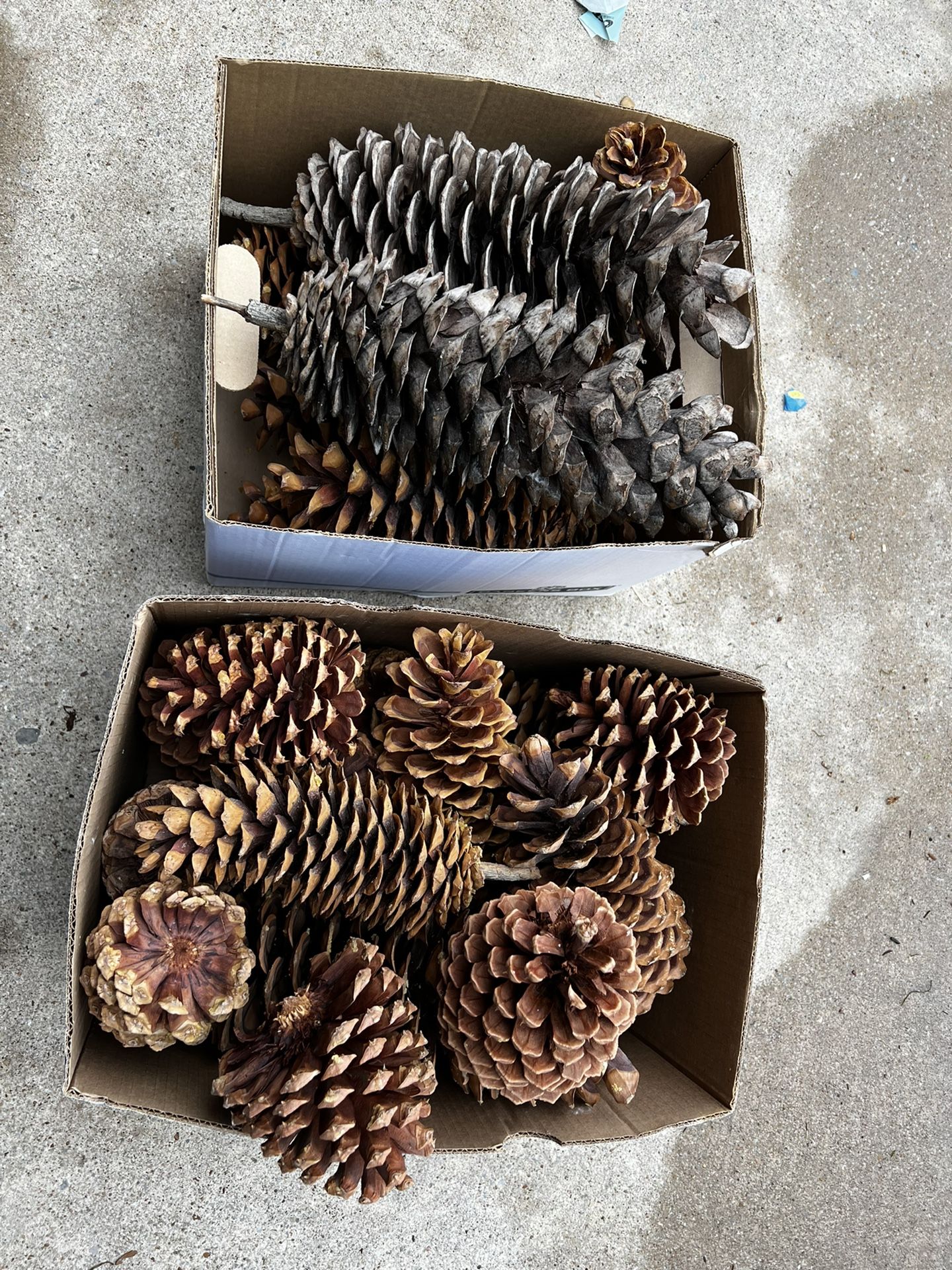 2 Pommes De Pin Sugarpine Moyennes De Californie (Tahoe) - Occasion, Fait Main, Livraison Offerte