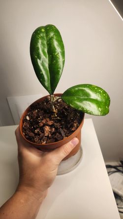 Hoya Joy splash