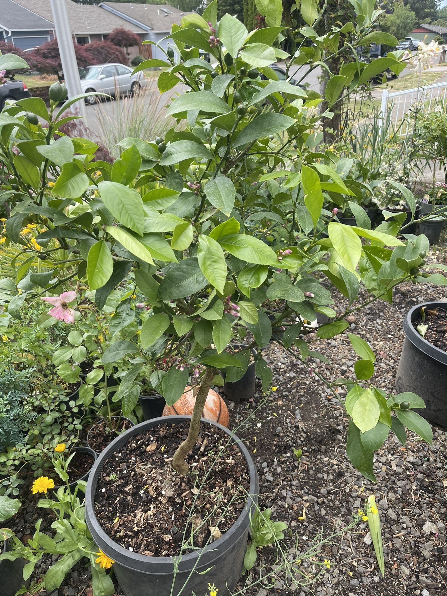 Plant For Sale