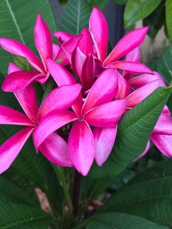 Plumeria Pink cutting 10" long