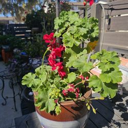 Potted Plant For Sale Ceramic Pot (NOT PLASTIC) 