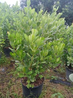 clusia hedges 15gl 5ft 🌱 $40