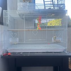 Bird Cage 