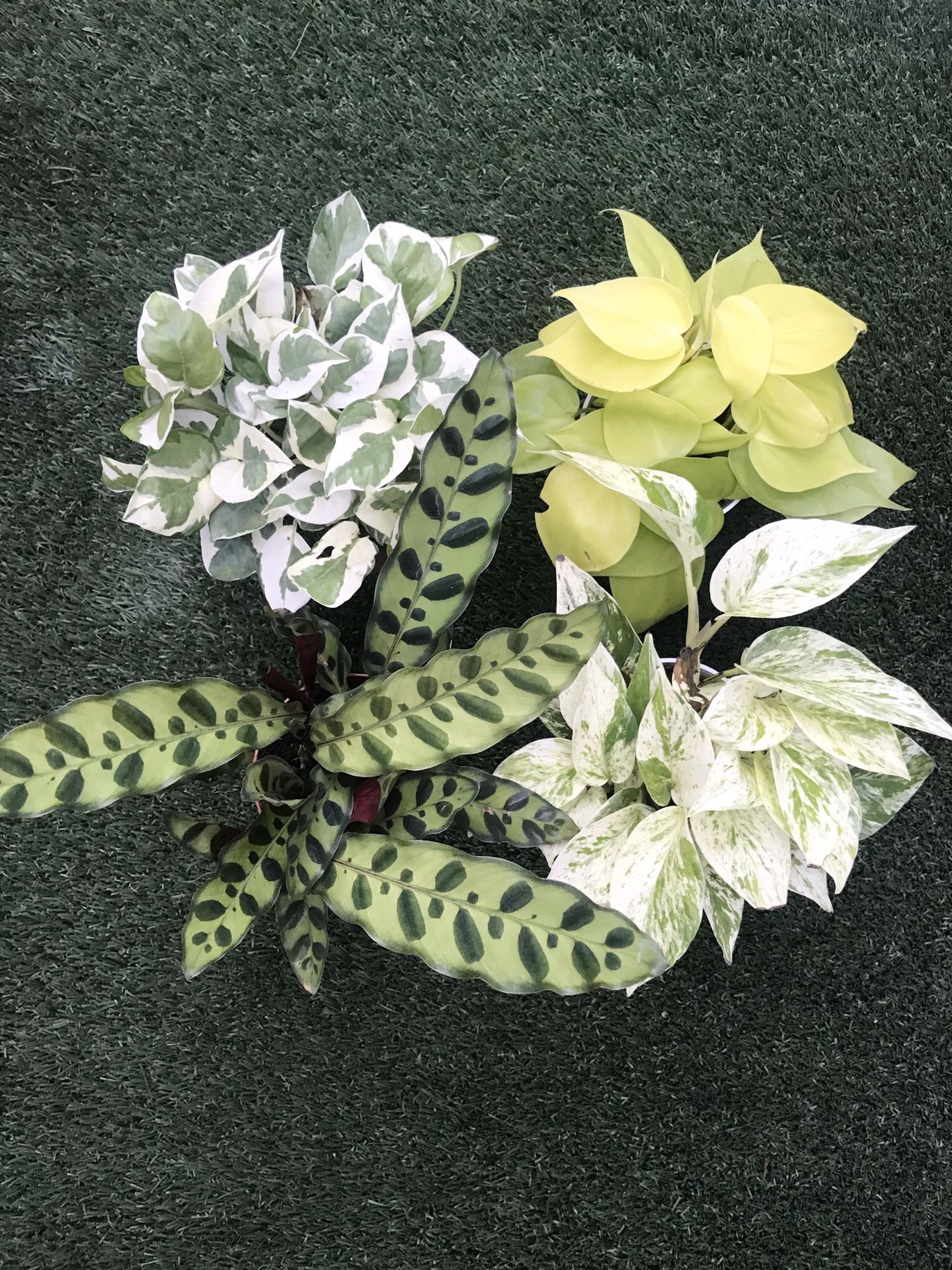 Plants (4”pot, Calathea rattle snake, Njoy & Marble Queen Pothos, Neon Brazil $25 all or $8 each)