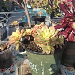 Colorful  Low Maintenance  Succulent 