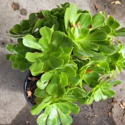 Succulent 2 One Gallon Pots 