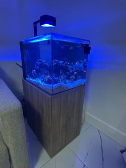 Acuarium reef