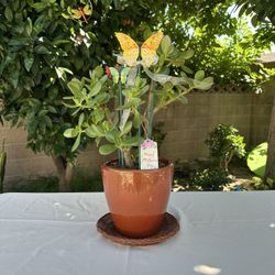 Jade Plant in Ceramic Pot 🪴