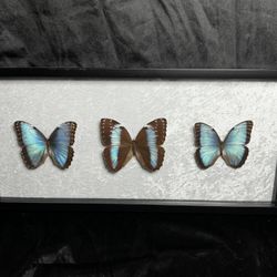 Framed Blue-Banded Morpho & Common Blue Morphos