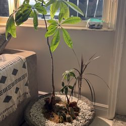 Money Tree Bonsai Cactus Rice bowl Pot Arrangements 