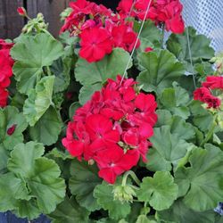 Geranium Full Sun Live Plants Red ♥️
