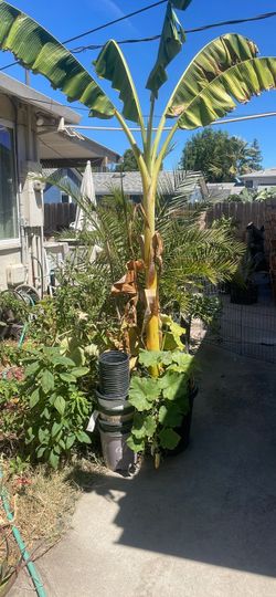 Planta de plátanos